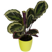 Calathea 'Shinestar' + Cachep Verde Limo